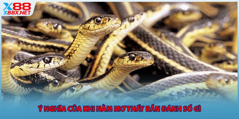 Ý nghĩa của khi nằm mơ thấy rắn đánh số gì